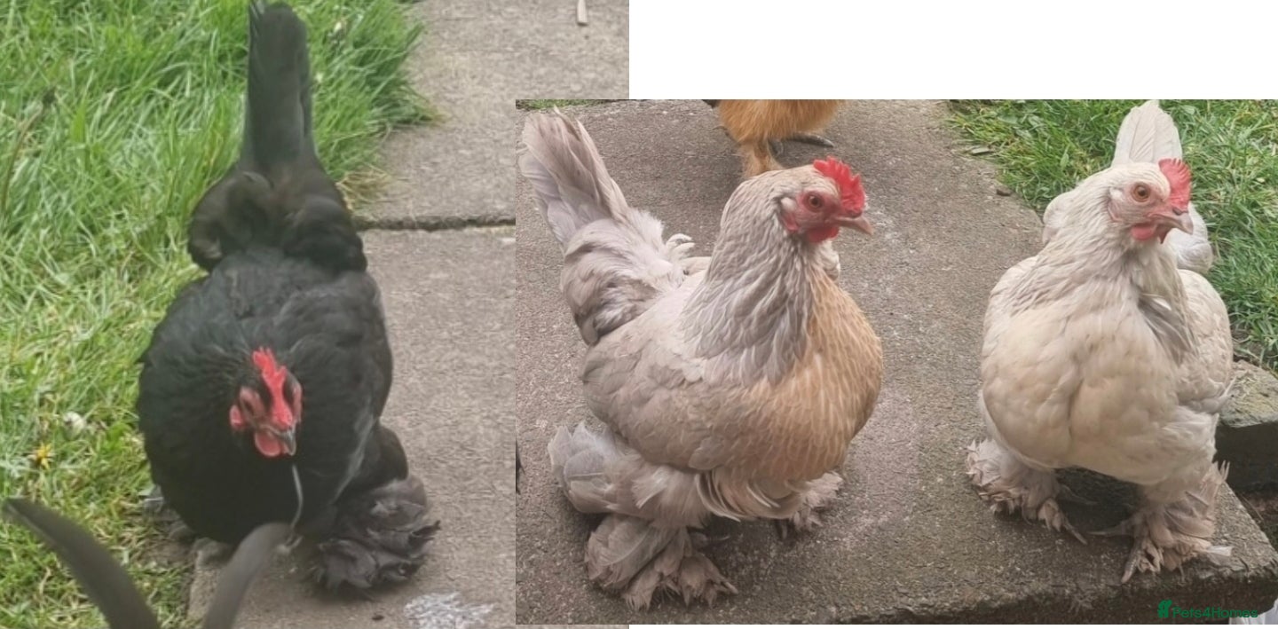Chickens poultry 3 bantam hens free to a good home - Advert 6