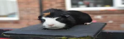 Lionhead rabbits for sale: Guinea Pigs Looking For New Homes - Advert 5