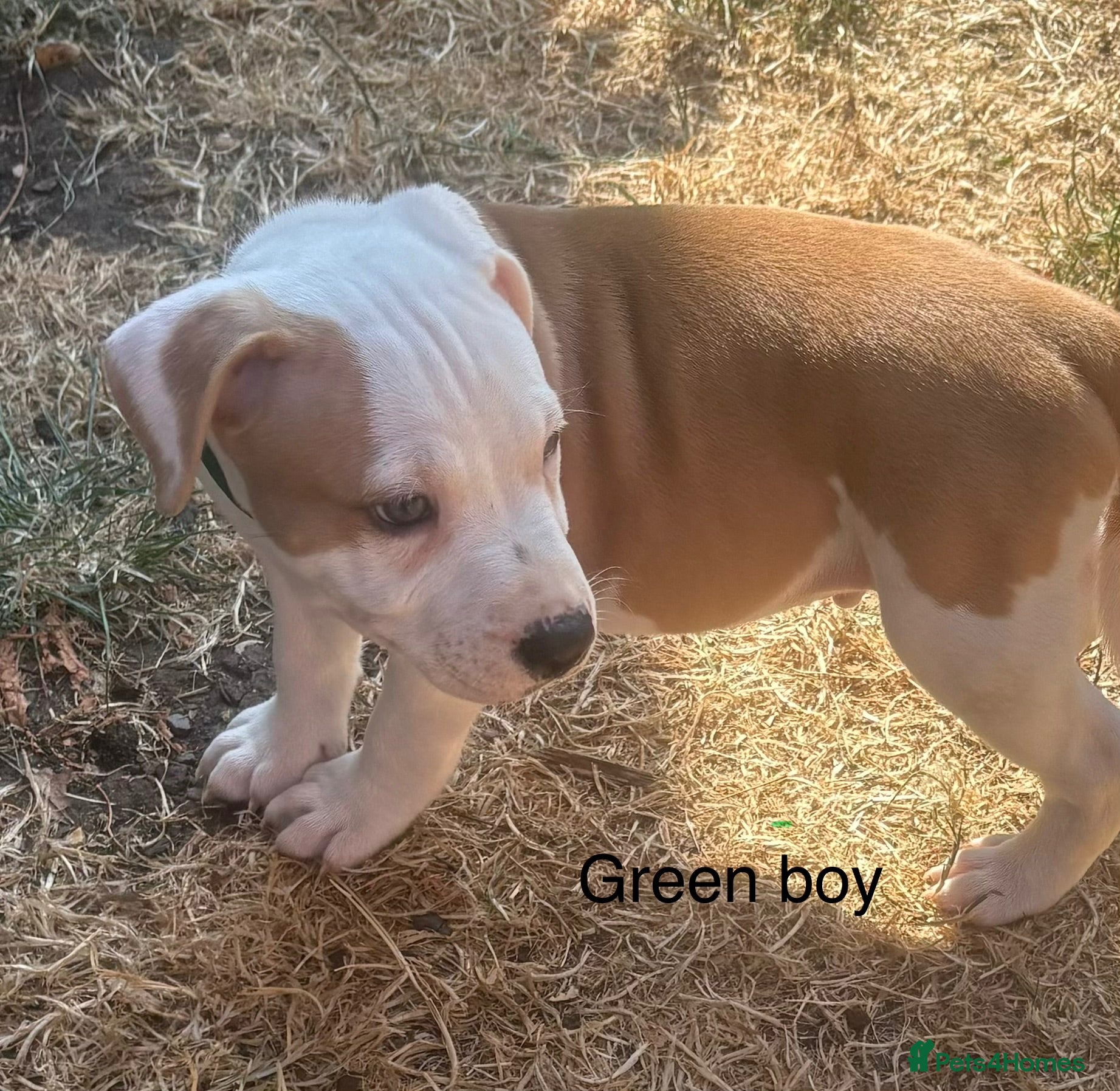 Staffordshire Bull Terrier dogs **ready to go** - Advert 1