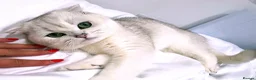 Scottish Fold cats for stud: Bruno for Stud  - Advert 4