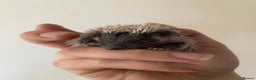 Pygmy Hedgehog rodents for sale: Stunning female hoglets for sale!  - Advert 11
