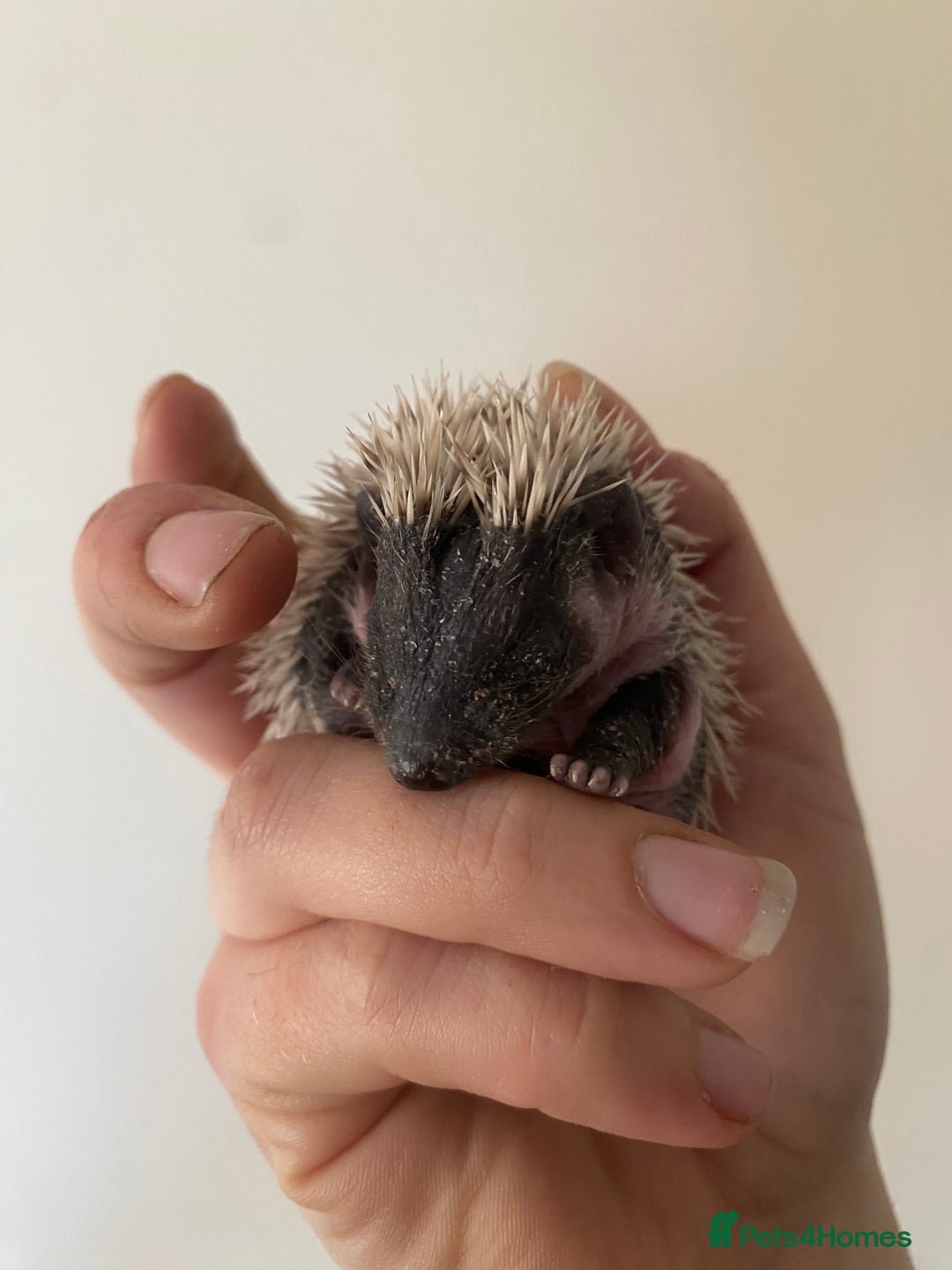 Pygmy Hedgehog rodents for sale: Stunning female hoglets for sale!  - Advert 11