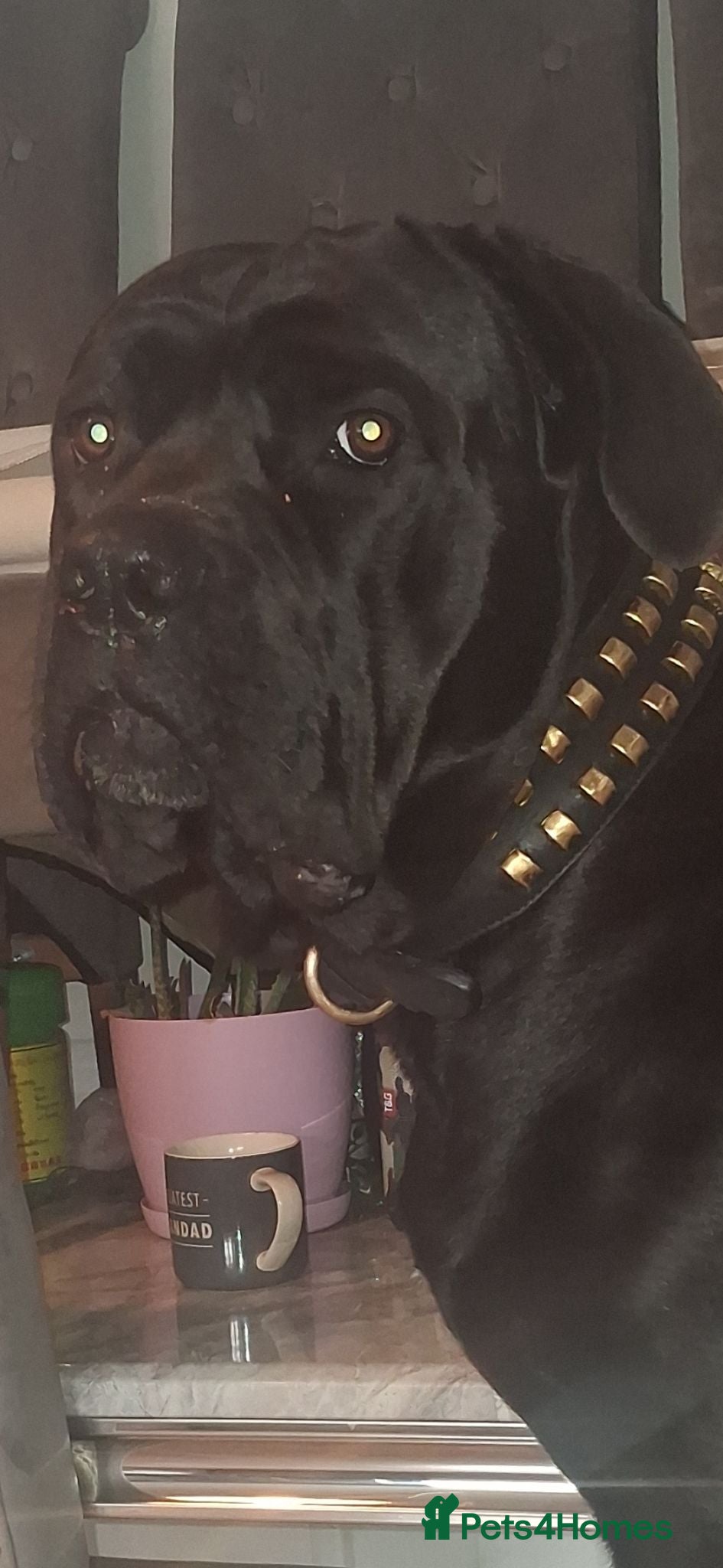 Cane Corso dogs CAESER - Advert 1