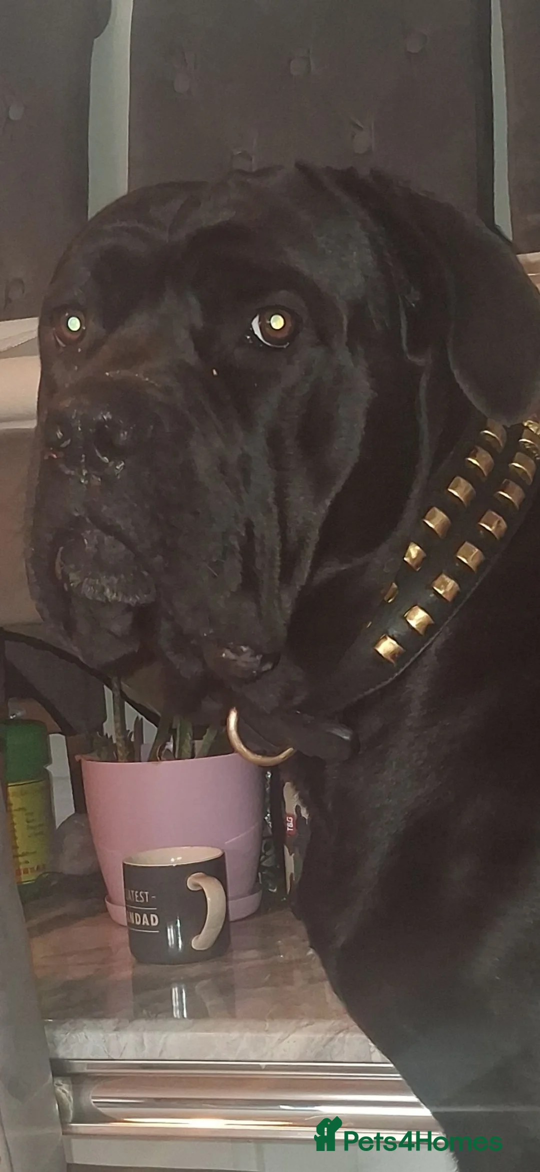 Cane Corso dogs for stud: CAESER - Advert 1