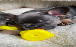 French Bulldog dogs for sale: Adorable Purebred Female French Bulldogs Ready! - Advert 8