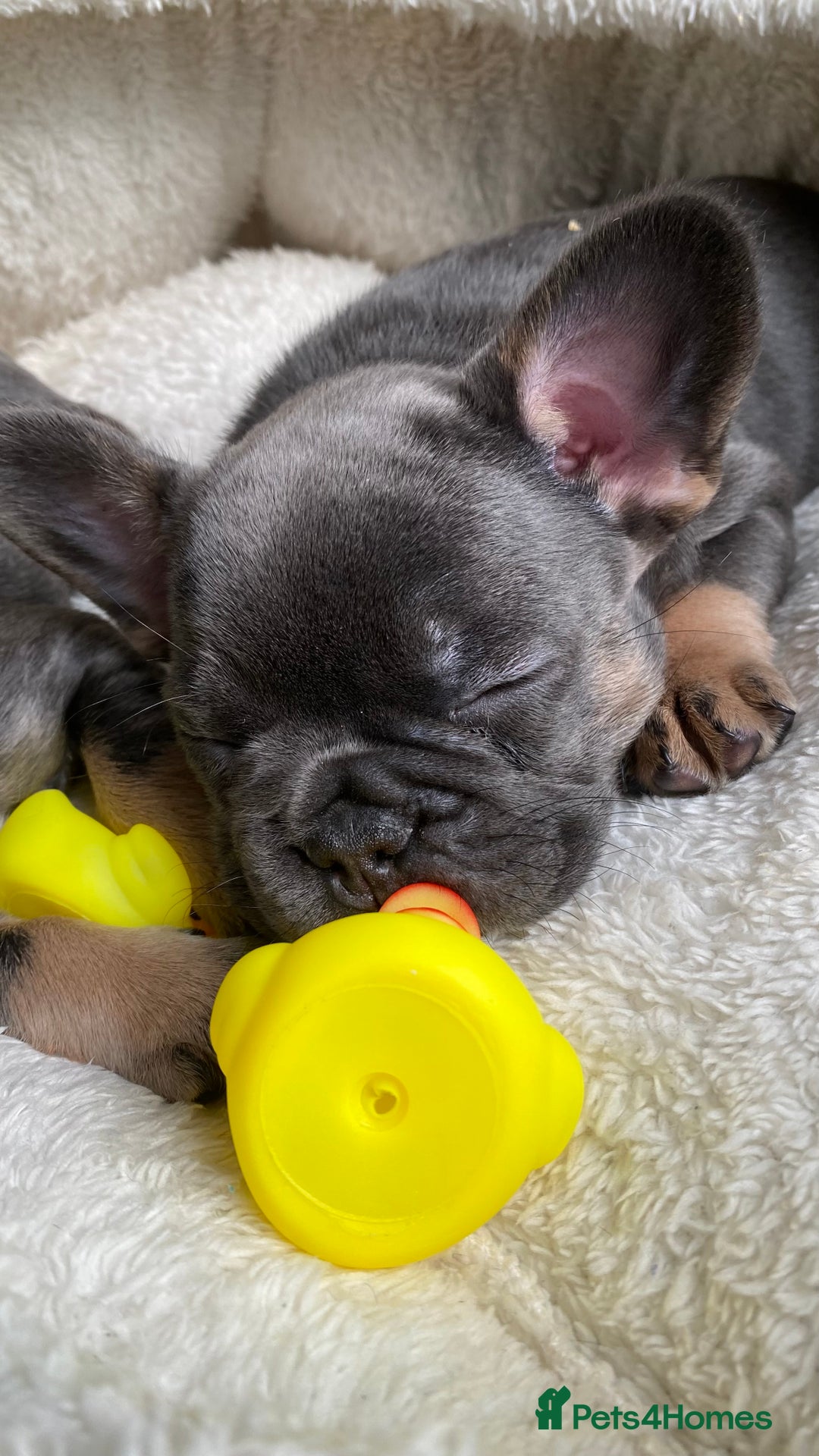 French Bulldog dogs for sale: Adorable Purebred Female French Bulldogs Ready! - Advert 8