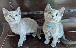 Russian Blue cats for sale: Pedigree TICA Registered kittens - Image 30