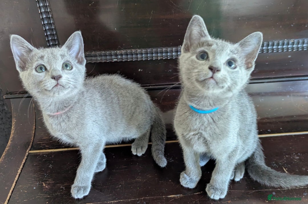 Russian Blue cats for sale: Pedigree TICA Registered kittens - Image 30