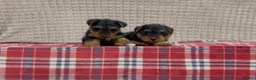 Welsh Terrier dogs for sale: BEAUTIFUL WELSH TERRIER PUPPIES  - Advert 7