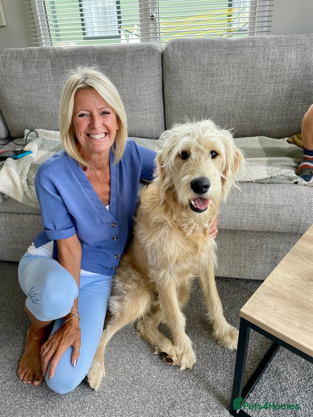 Goldendoodle dogs for sale: Exceptional 11 Month Male Goldendoodle - Advert 7