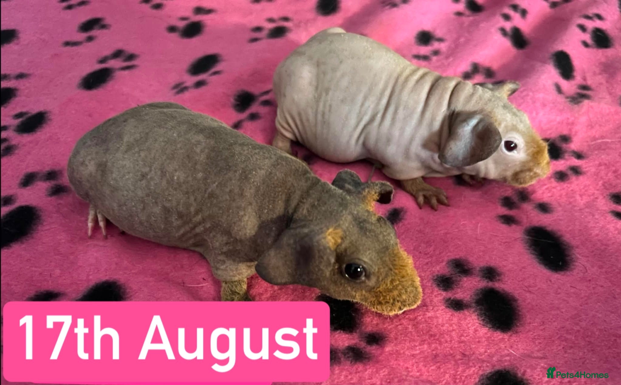 Guinea Pig rodents for sale: Skinny Pig Sows  - Advert 1