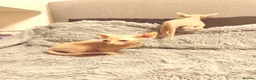 Sphynx cats for sale: 😍TWO SPHYNX VOYS😍 - Advert 10
