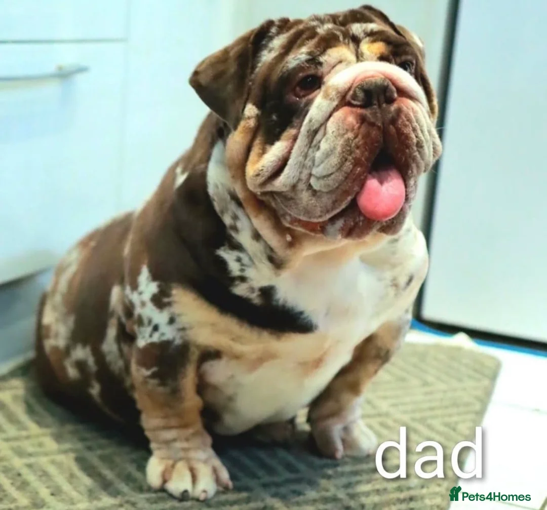 English Bulldog dogs for sale: tanned merle English bulldog  - Advert 6