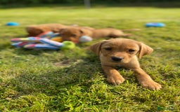 Labrador Retriever dogs for sale: Kc registered Labrador Retrievers - Image 12