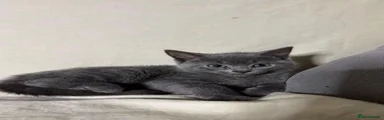 Russian Blue Kitten 1