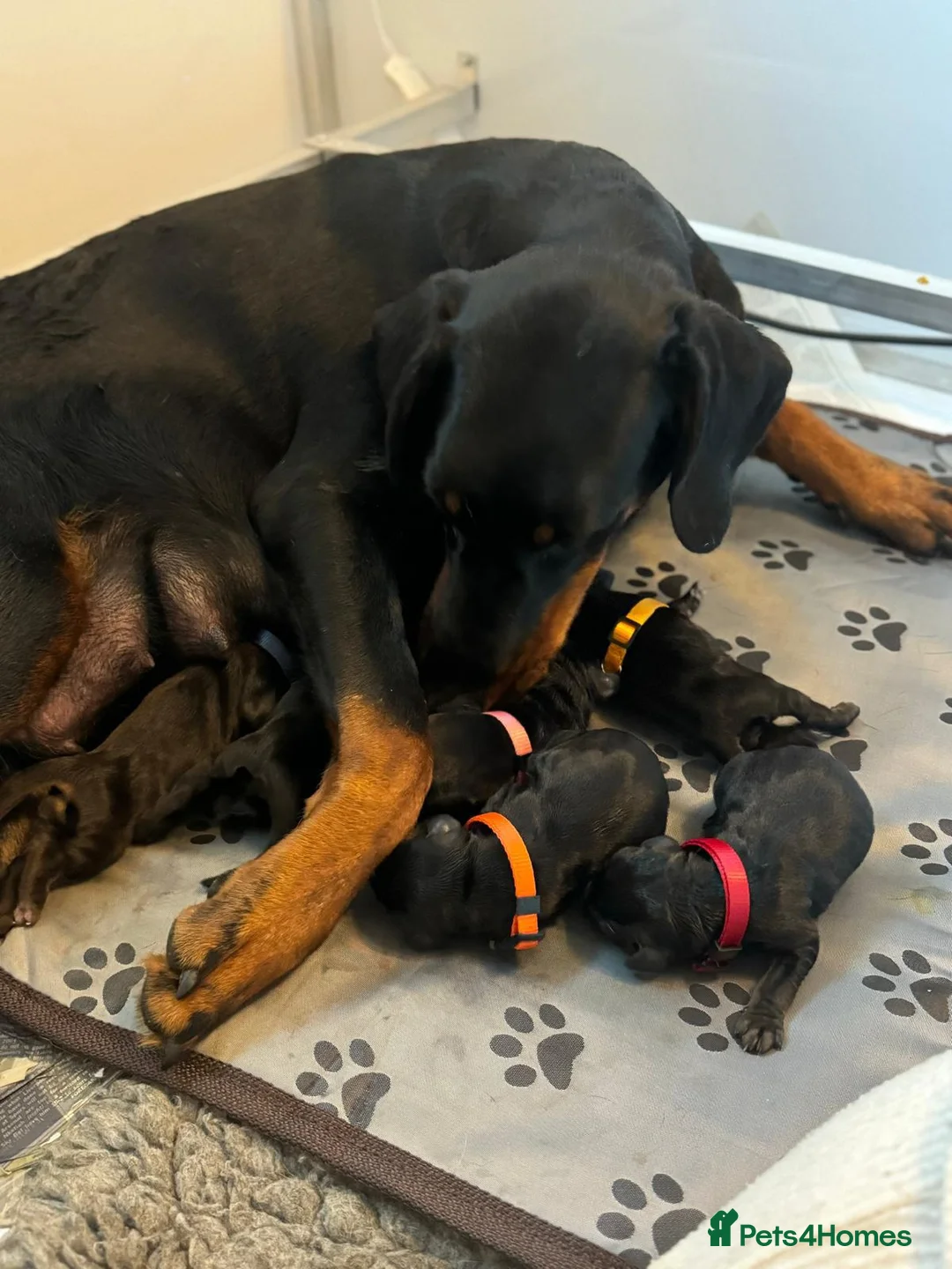 Dobermann dogs for sale: Fully Trained, KC registered Doberman - Advert 4