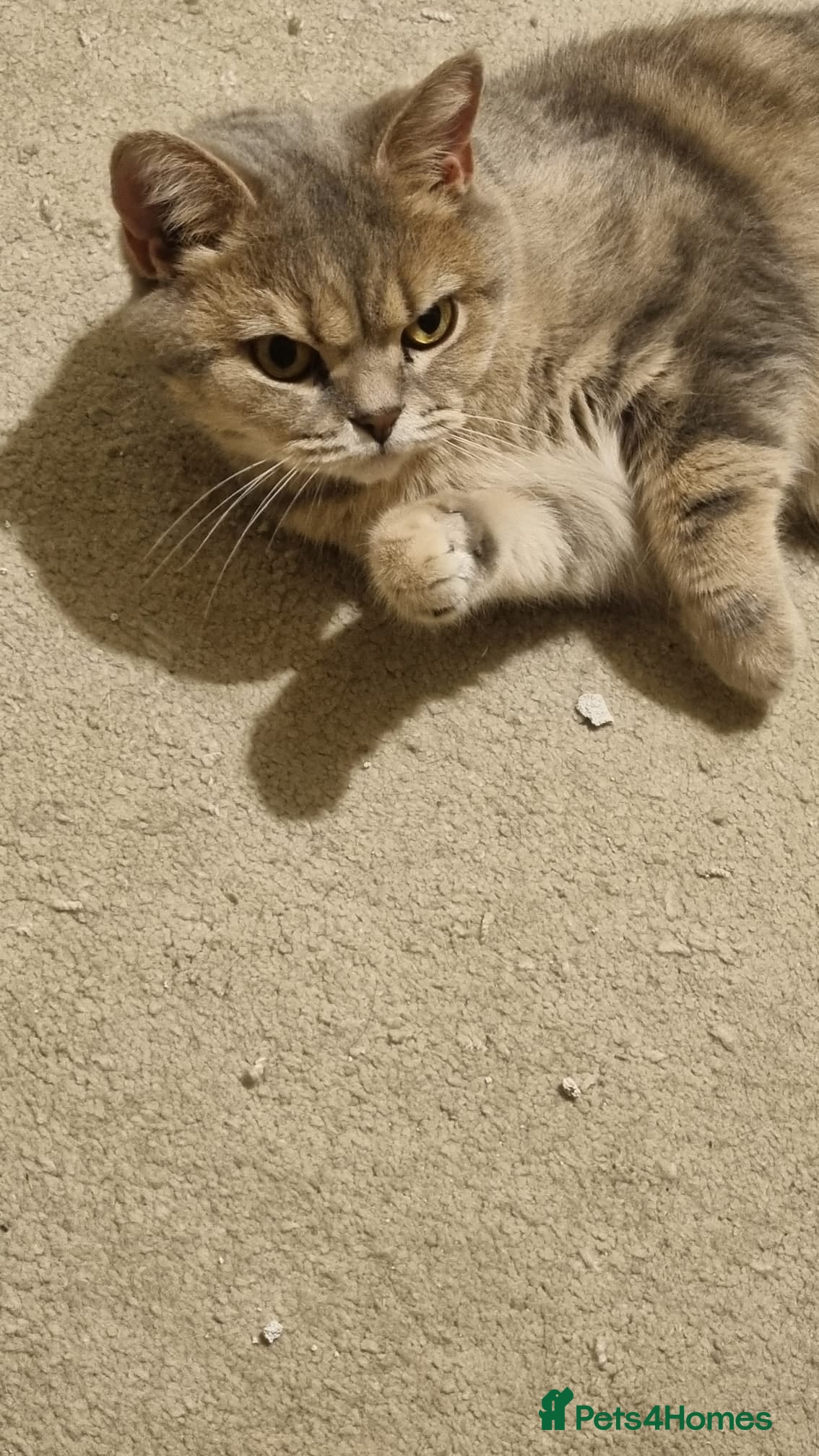 British Shorthair cats British short hair kittens for sale - Advert 2