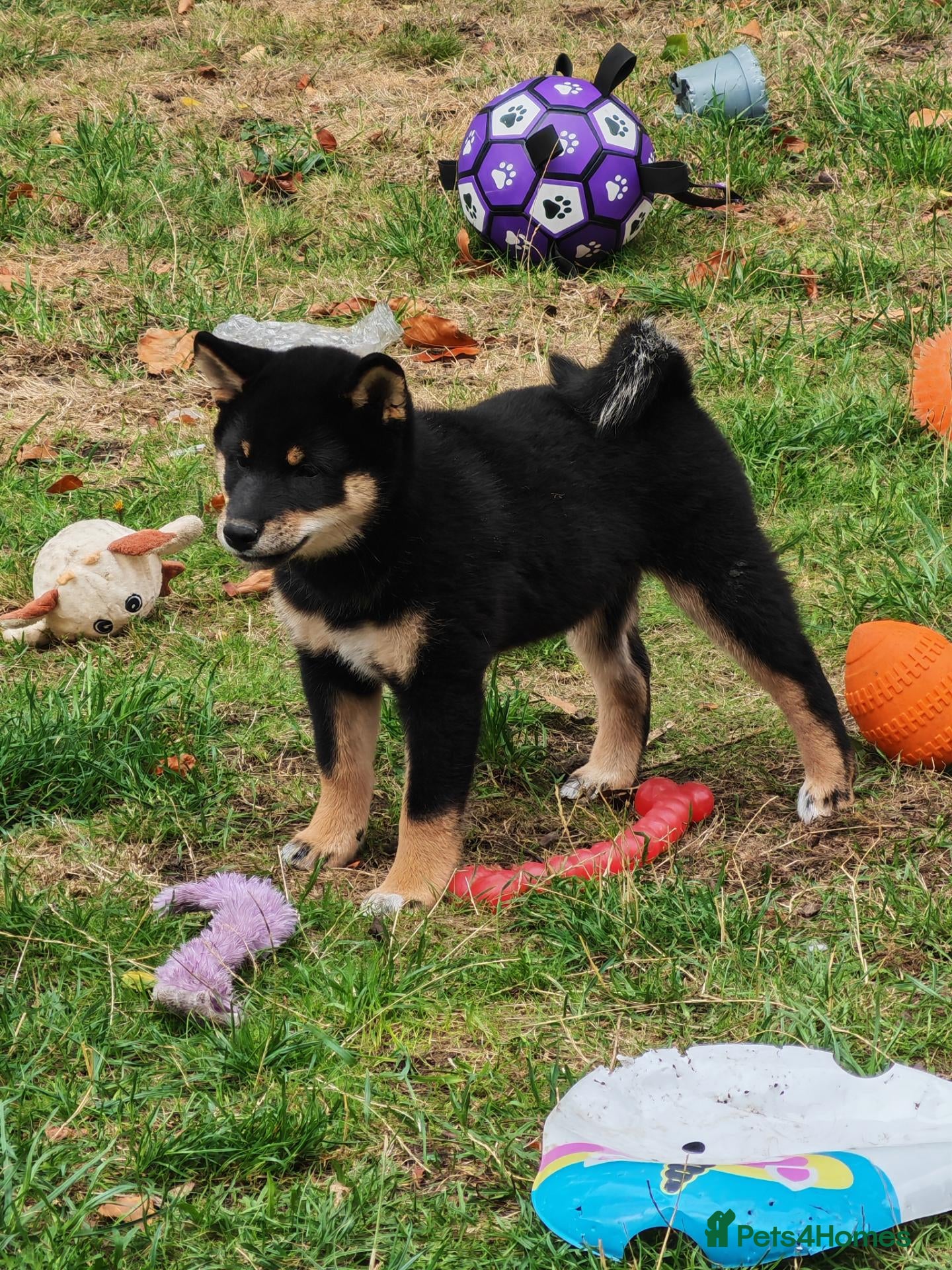 Japanese Shiba Inu dogs Quality KC registered puppies  - Advert 7