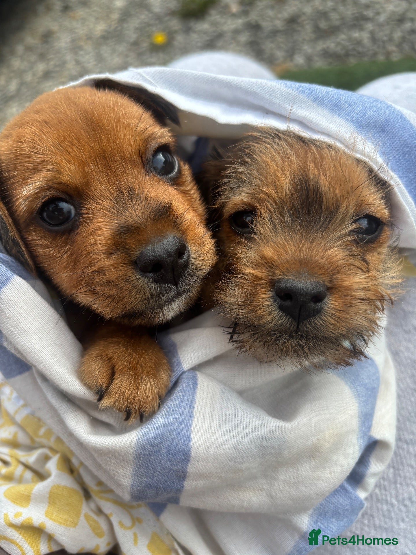 Mixed Breed dogs Two beautiful Border x Lakeland boy puppies - Advert 7