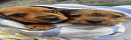 Mixed Breed dogs for sale: Two beautiful Border x Lakeland boy puppies - Advert 1