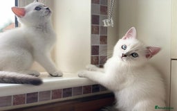 Scottish Fold cats for sale:  We have two last kittens left 🐱 - Image 1
