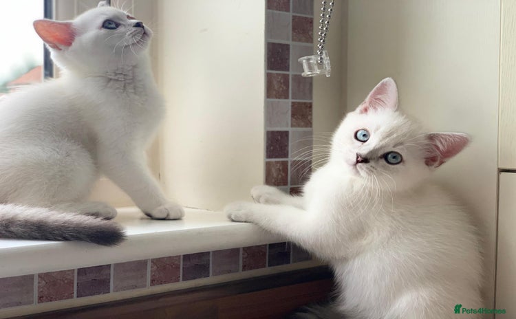 Scottish Fold cats - Advert 3
