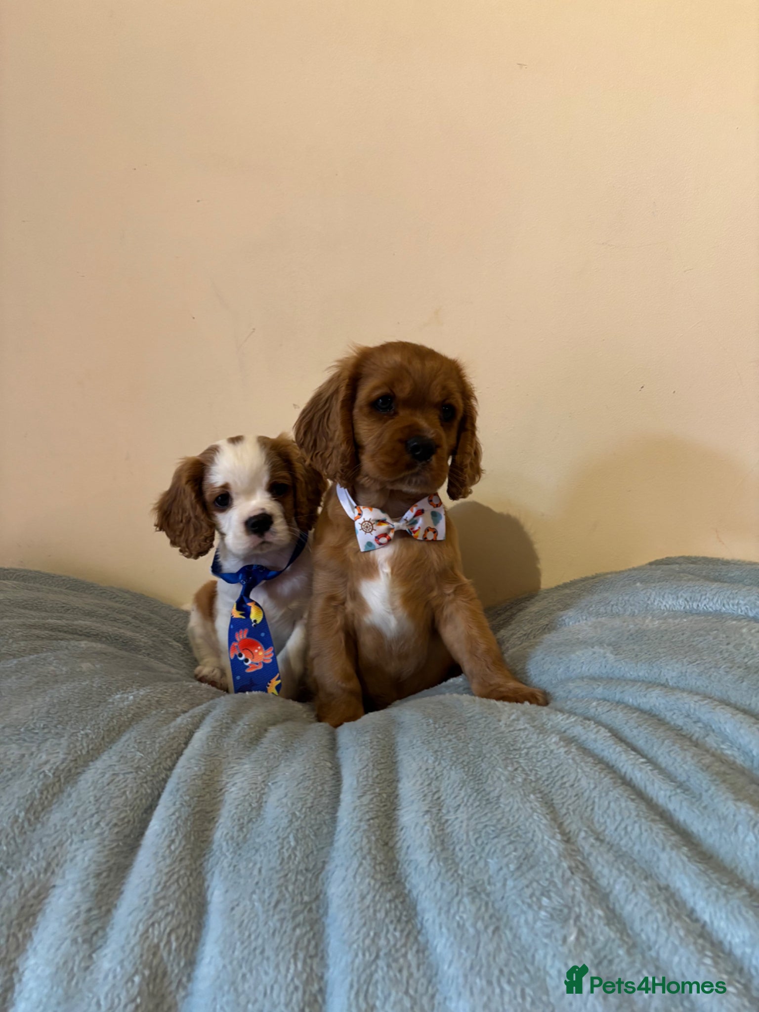 Cavalier King Charles Spaniel dogs Ready for there forvever homes ckcs kc registered  - Advert 1