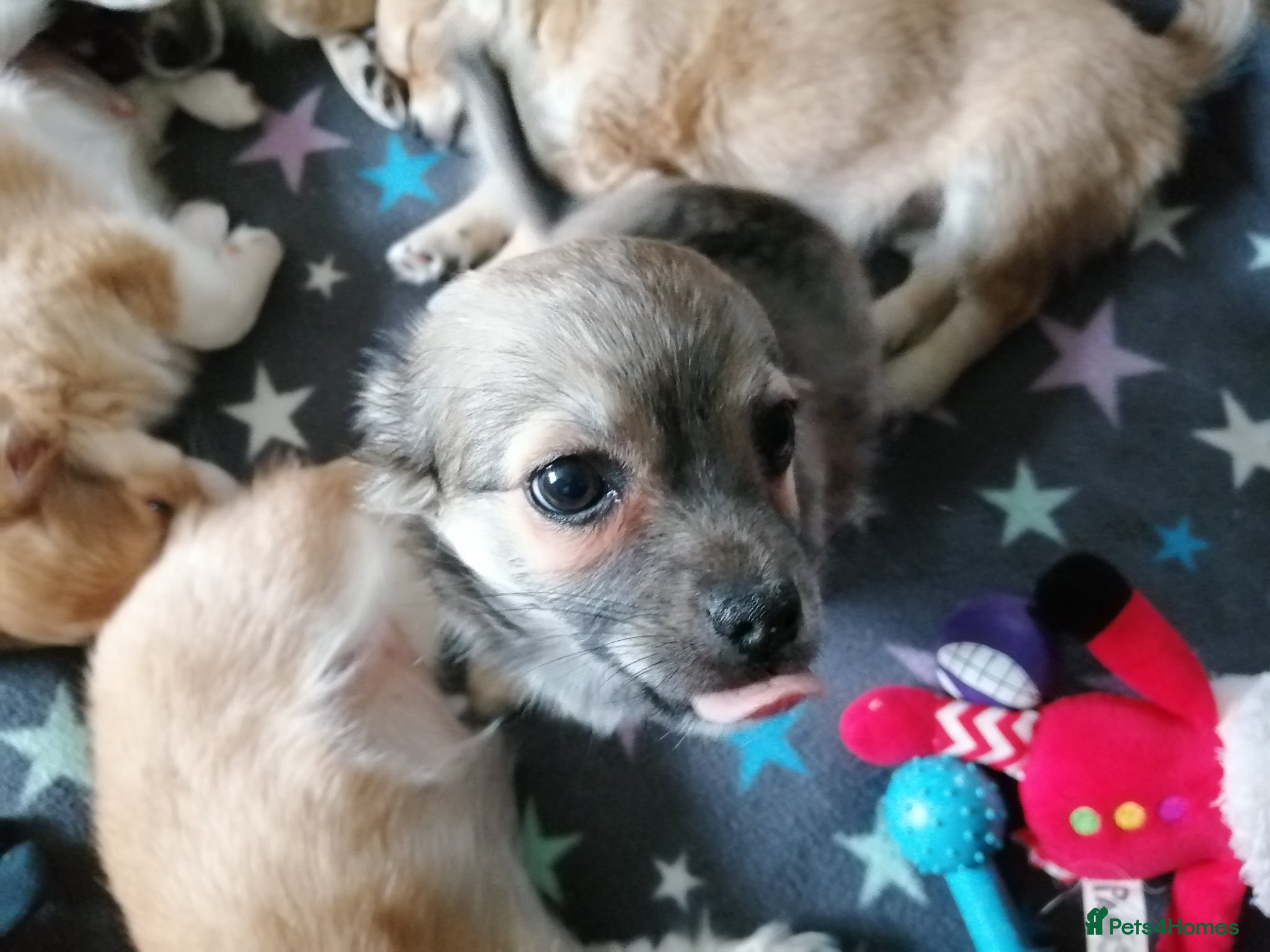Chihuahua dogs for sale: Chihuahua puppy  in Okehampton - Advert 14
