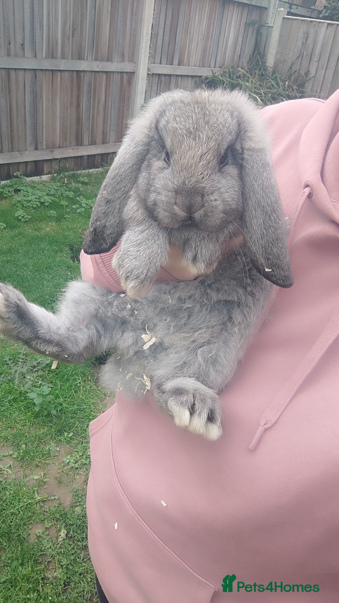 French Lop rabbits for sale: Beautiful french lop boy - Advert 6