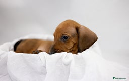 Dachshund dogs for sale: Standard champion bred dachshunds  - Image 17