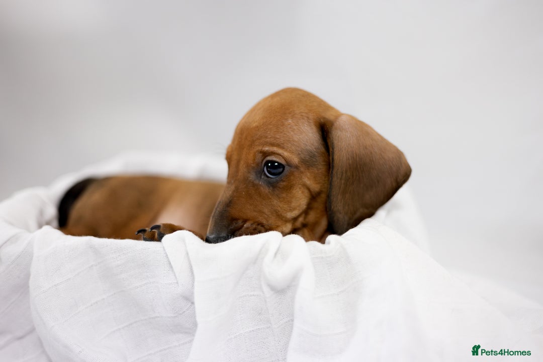 Dachshund dogs for sale: Standard champion bred dachshunds  - Image 17