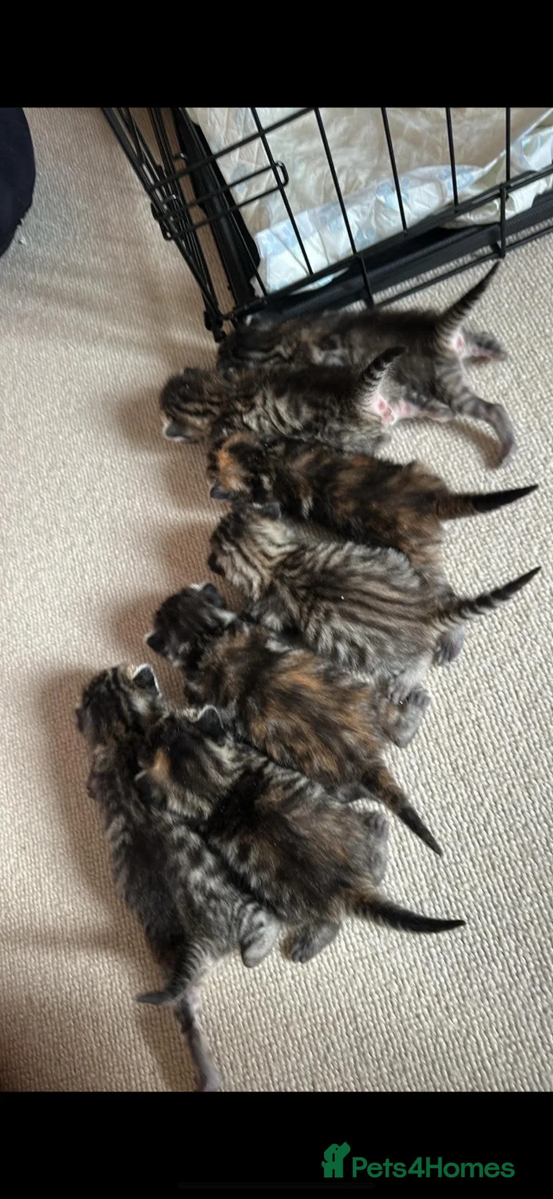 Mixed Breed cats for sale: Beautiful tabby with a bit of bengal kittens  - Advert 6
