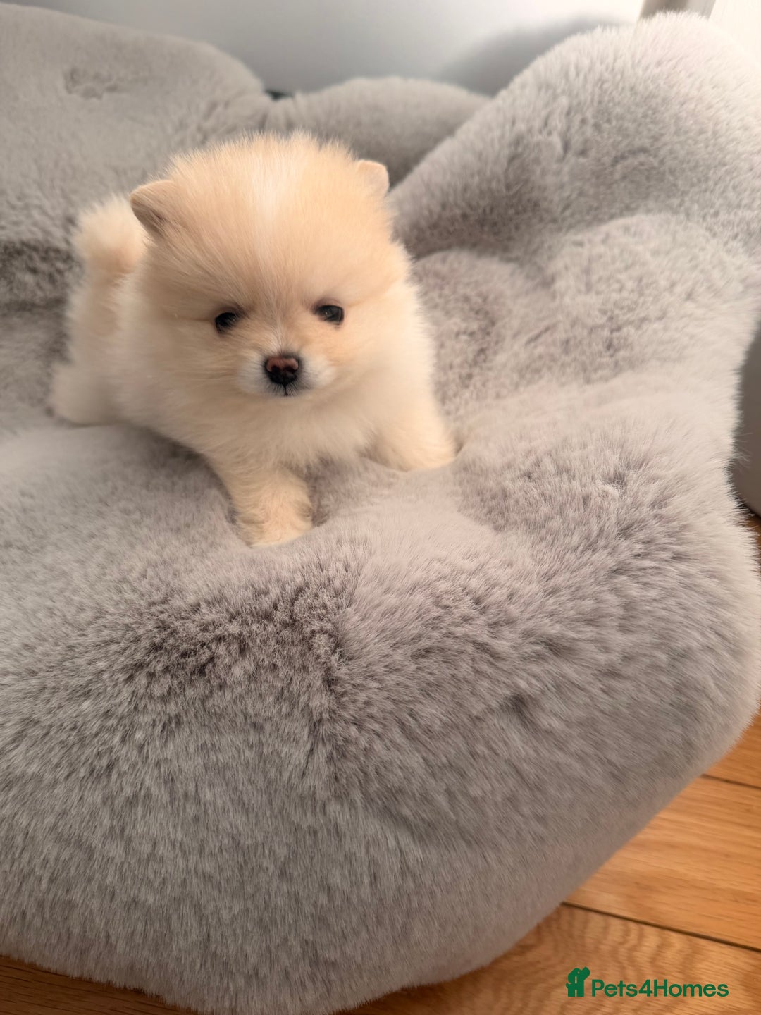 Pomeranian dogs for sale: Stunning Pomeranian Females KC reg. Russian lines - Advert 14