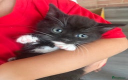 Mixed Breed cats for sale: Beautiful kittens for sale - Image 1