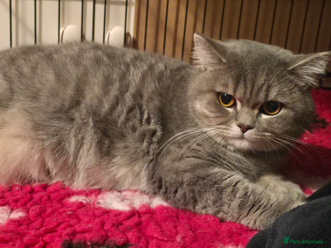 British Shorthair cats for sale: ONE GIRL LEFT TICA REGISTERED BRITISH SHORTHAIR - Advert 2