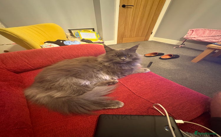 Maine Coon cats - Advert 9