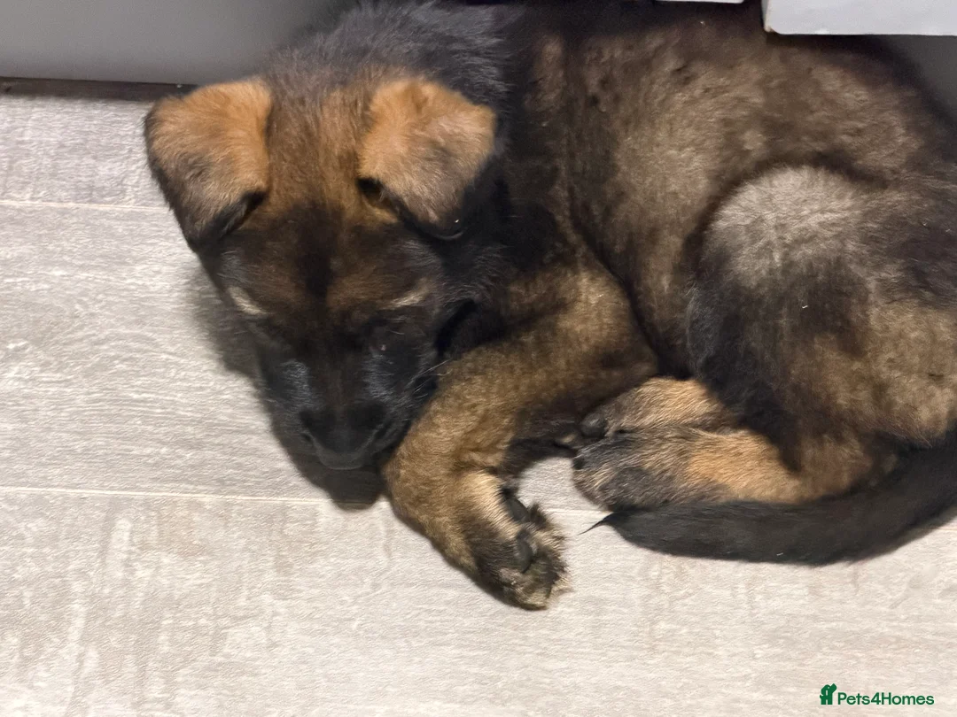German Shepherd dogs for sale: German shepherd puppy for sale  - Advert 2