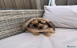 Mini Lop rabbits for sale: Beautiful baby mini lop rabbits  - Image 13