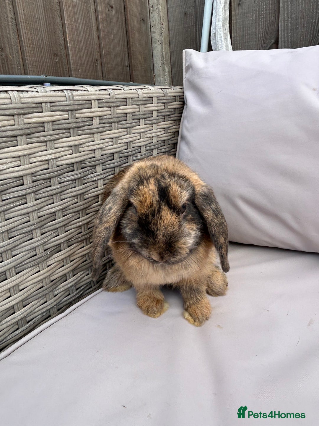 Mini Lop rabbits for sale: Beautiful baby mini lop rabbits  - Image 13