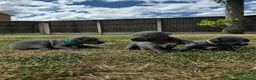 Whippet dogs for sale: KC Registered Blue Whippet Puppies in Doncaster - Advert 10
