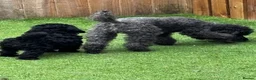 Toy Poodle dogs for sale: Toy Poodle puppies Health tested parents  - Advert 3