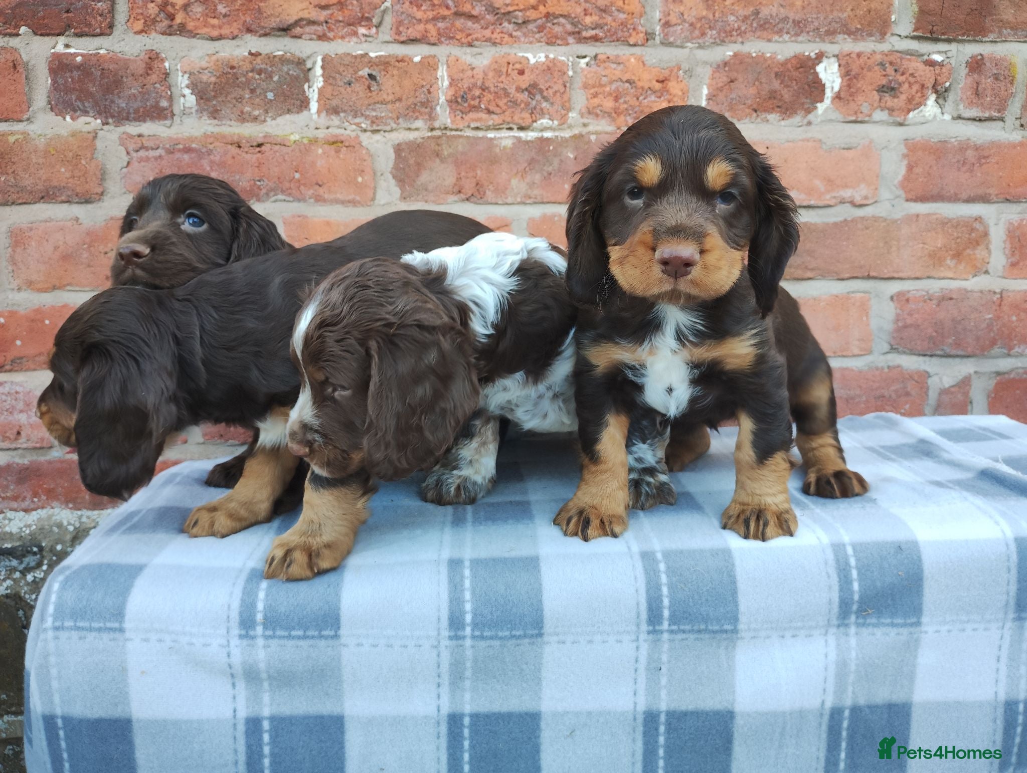 Cocker Spaniel dogs Cocker Spaniel Puppies  - Advert 18