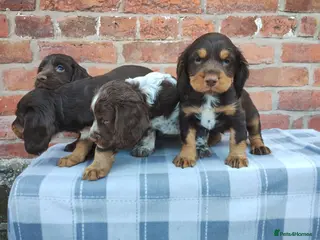 Cocker Spaniel dogs Cocker Spaniel Puppies - Advert 18