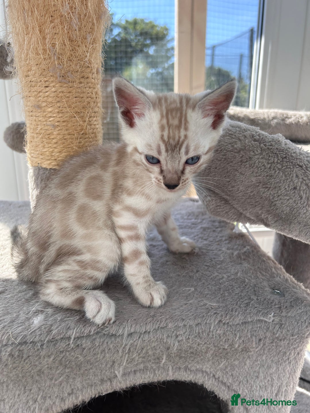 Bengal cats for sale: 3 Pedigree Bengal kittens, Male, for sale - Image 14