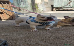 French Bulldog dogs for sale: Looking for his forever home - Image 2