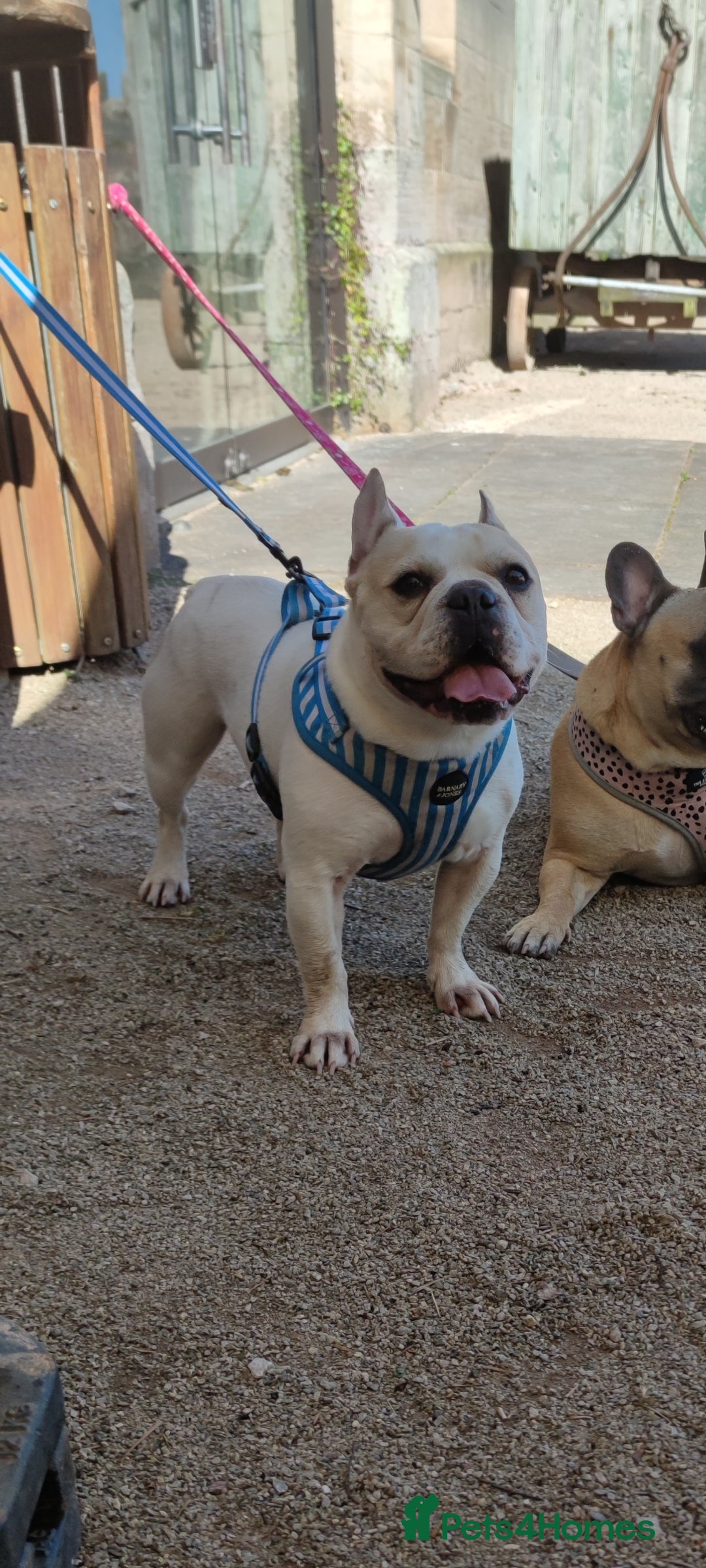 French Bulldog dogs for sale: Looking for his forever home - Image 2
