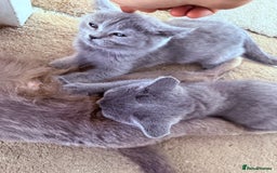 British Shorthair cats for sale: British shorthair kittens London(1 girl only) - Image 9