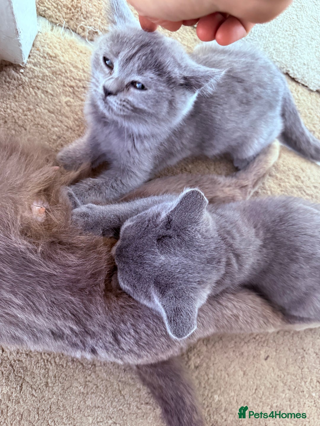 British Shorthair cats for sale: British shorthair kittens London(1 girl only) - Image 9