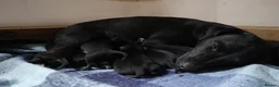 Patterdale Terrier dogs for sale: Patterdale Terriers puppy - Advert 6