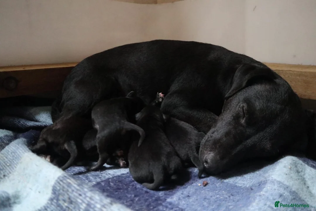 Patterdale Terrier dogs for sale: Patterdale Terriers puppy - Advert 6